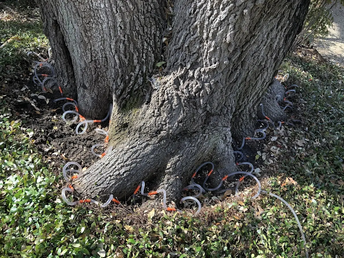 Detailed Tree Cabling and Bracing job site in Dexter