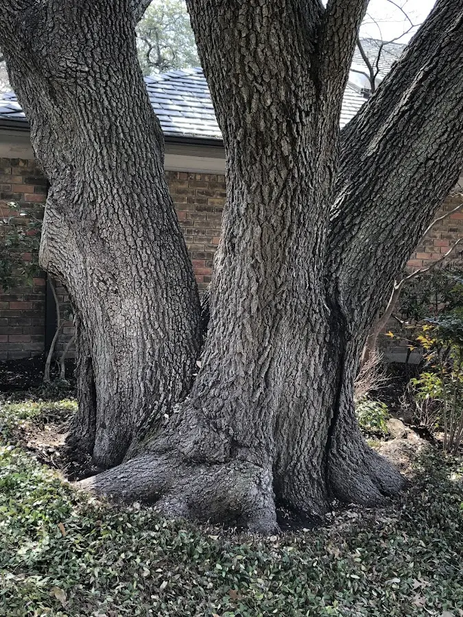 Mature heritage tree close to a Dexter property cared for by certified arborists